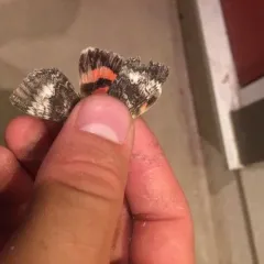 Briseis Underwing Moth thumbnail 3