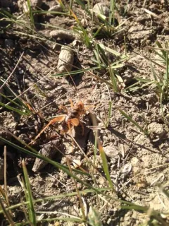 Pale Camel Cricket thumbnail 2