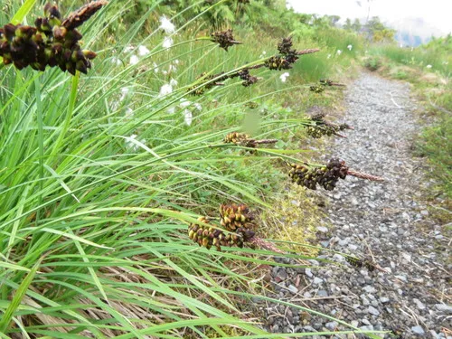 Long-styled Sedge