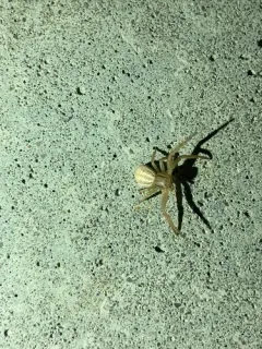 Xysticus luctans thumbnail 4