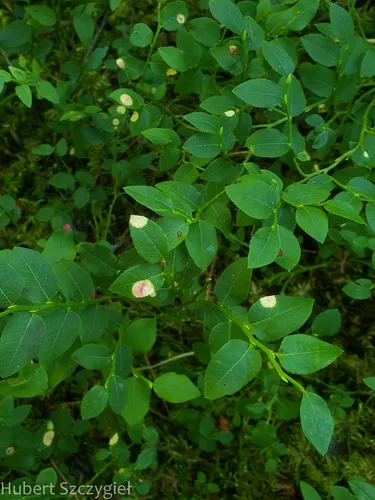 Exobasidium arescens