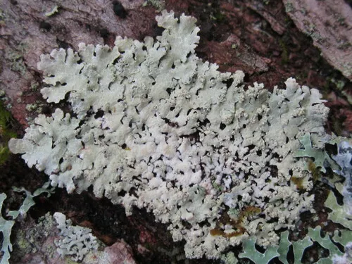 Showman's Loop Lichen