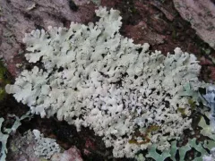 Showman's Loop Lichen thumbnail 1