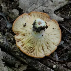 Yellow-latex Milkcap thumbnail 2