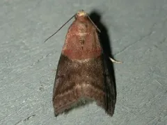 Acrobasis caryalbella thumbnail 2
