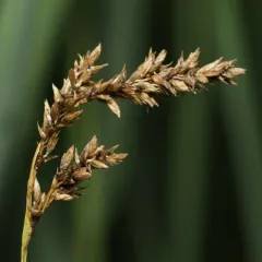 prairie sedge thumbnail 4