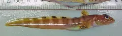 Canadian Eelpout thumbnail 2