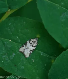 Western Black-headed Budworm thumbnail 4