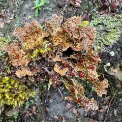 Lobaria anthraspis thumbnail 4