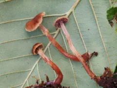Cortinarius helodes thumbnail 2