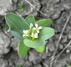 Hare's-ear Mustard thumbnail 4