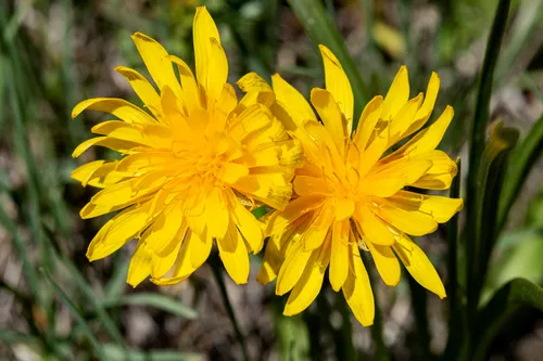 Black Hairy False-dandelion