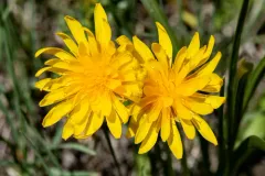 Black Hairy False-dandelion thumbnail 1