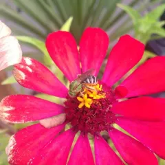 Bicolored Striped Sweat Bee thumbnail 2