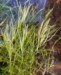 Intermediate Water-Starwort thumbnail 2