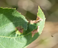 Blackthorn Blister Moth thumbnail 3