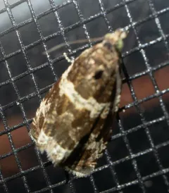 Olethreutes versicolorana thumbnail 3