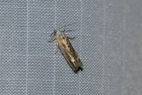 Eucosma kiscana