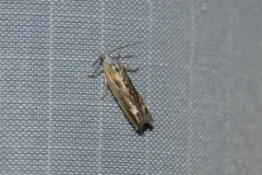Eucosma kiscana thumbnail 1