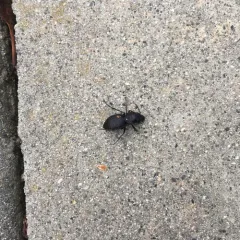 Greater Night-stalking Tiger Beetle thumbnail 2