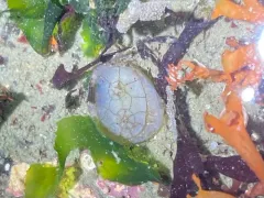 Chelyosoma columbianum thumbnail 2