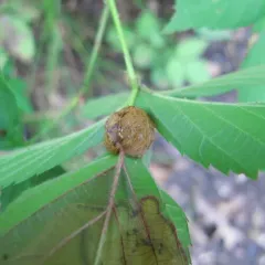Neolasioptera farinosa thumbnail 2