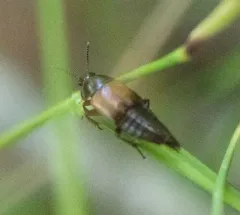 Tachinus fimbriatus thumbnail 2