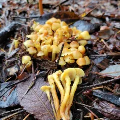 alder scalycap thumbnail 1