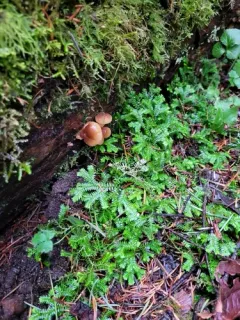 Krauss's clubmoss thumbnail 2