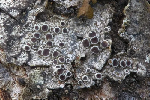 Common Rim Lichen