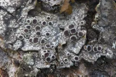 Common Rim Lichen thumbnail 1