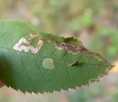 Stigmella rosaefoliella thumbnail 2
