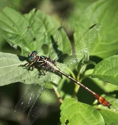Russet-tipped Clubtail thumbnail 3