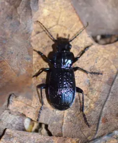 Pterostichus punctatissimus thumbnail 2