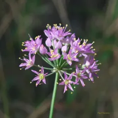 Prairie Onion thumbnail 4