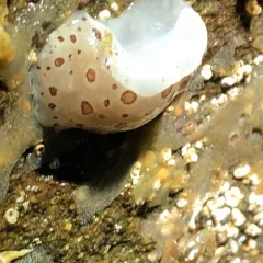 Northern Leopard Dorid thumbnail 4