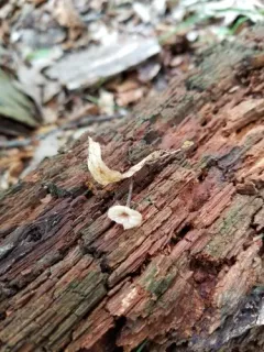 Paragymnopus foliiphilus thumbnail 3