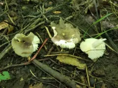Russula alachuana thumbnail 2