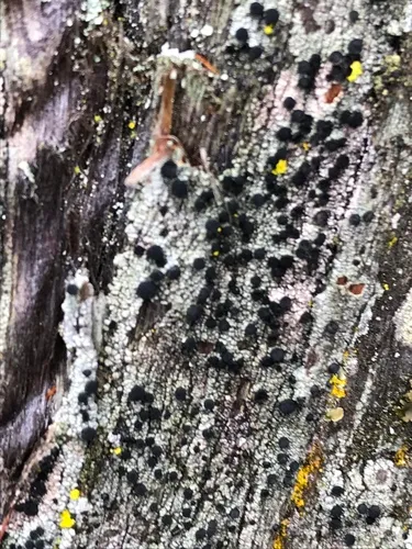 Cupped Soot Lichen
