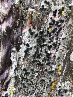 Cupped Soot Lichen thumbnail 1