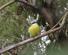 Great Kiskadee thumbnail 3