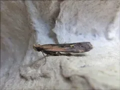 Coneflower Moth thumbnail 4