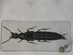Philonthus vulgatus thumbnail 2