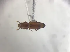 Bactridium striolatum thumbnail 1