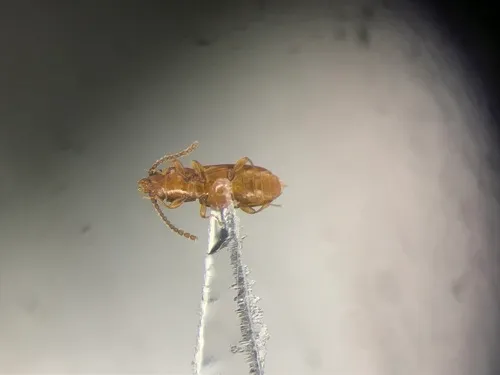 Placonotus zimmermanni