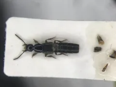 Philonthus quadricollis thumbnail 1