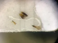 Philonthus sericans thumbnail 1