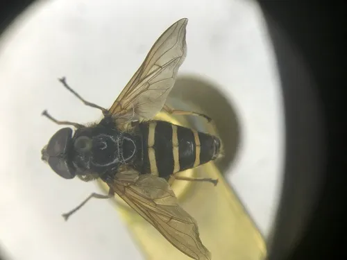 Polar Pond Fly