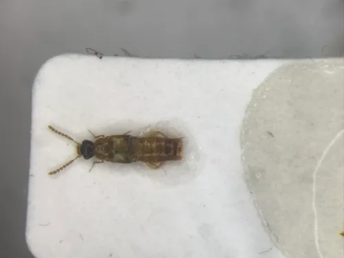 Gyrophaena gilvicollis