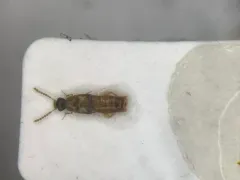 Gyrophaena gilvicollis thumbnail 1